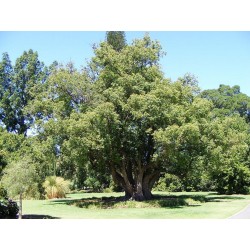Сamphor Tree Cinnamon Seeds (Cinnamomum camphora)