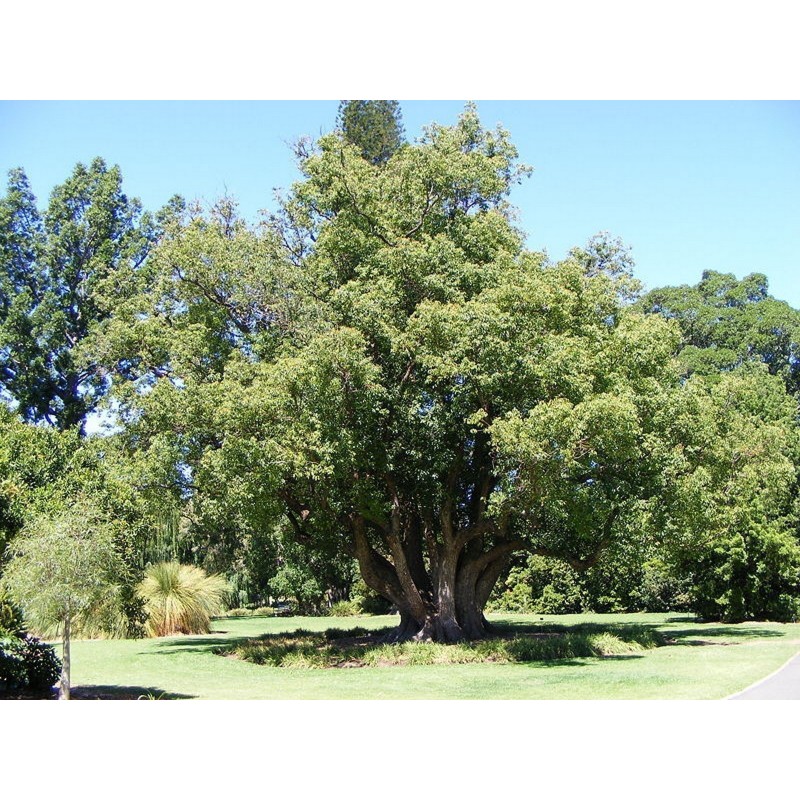 Kámforfa Magok (Cinnamomum camphora) | 4,95 €