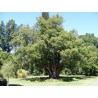 Zimt Samen – Kampferbaum (Cinnamomum camphora) | 4,95 €