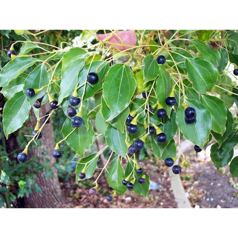 Zimt Samen – Kampferbaum (Cinnamomum camphora) | 4,95 €