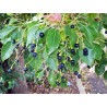 Zimt Samen – Kampferbaum (Cinnamomum camphora) | 4,95 €