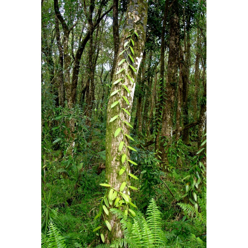 Price: €3.5 - Bourbon Vanila Seme (Vanilla planifolia) - 