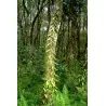 Vanilj “Bourbon” Frön (Vanilla planifolia)