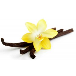 Sementes de Baunilha Bourbon (Vanilla planifolia)