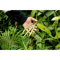 Sementes de Baunilha Bourbon (Vanilla planifolia)