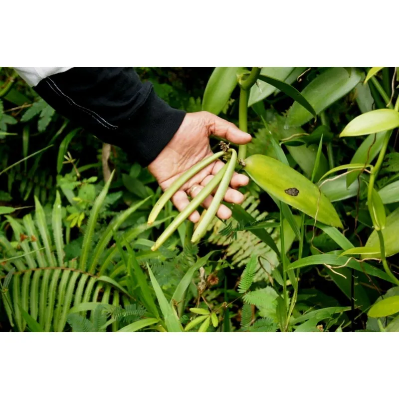 Graines de Vanille Bourbon