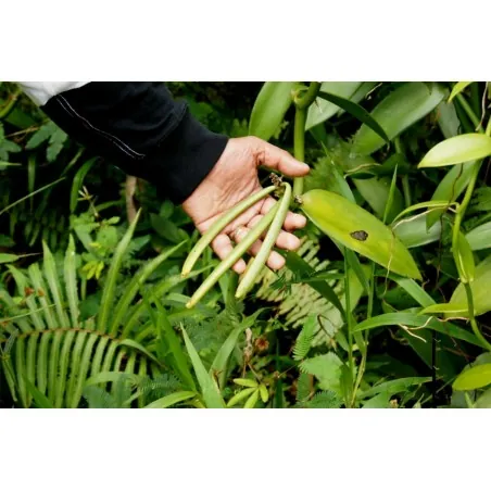 Vanilj “Bourbon” Frön (Vanilla planifolia)