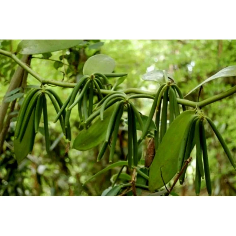 Graines de Vanille Bourbon