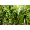 Vanilj “Bourbon” Frön (Vanilla planifolia)