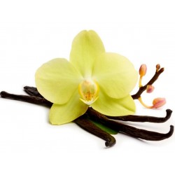 Sementes de Baunilha Bourbon (Vanilla planifolia)