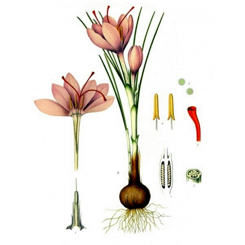 Price: €2.85 - Saffron Seeds (Saffron crocus) - 