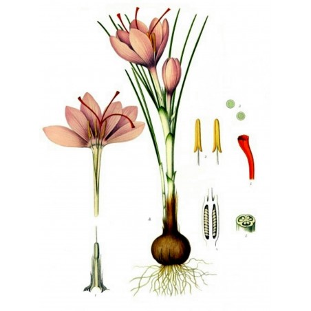 Price: €2.85 - Saffron Seeds (Saffron crocus) -