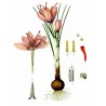 Price: €2.85 - Saffron Seeds (Saffron crocus) - 