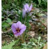 Price: €2.85 - Saffron Seeds (Saffron crocus) - 