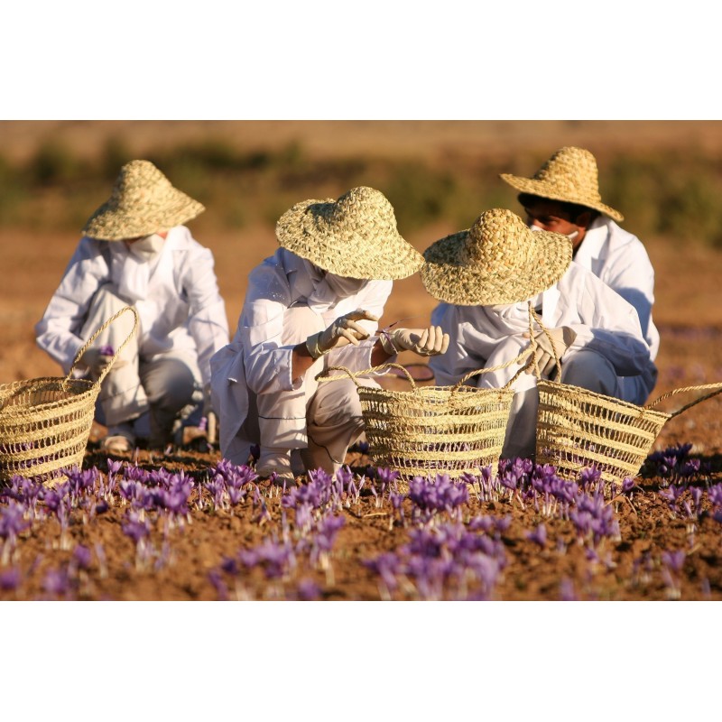Price: €2.85 - Saffron Seeds (Saffron crocus) - 