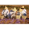 Price: €2.85 - Saffron Seeds (Saffron crocus) - 