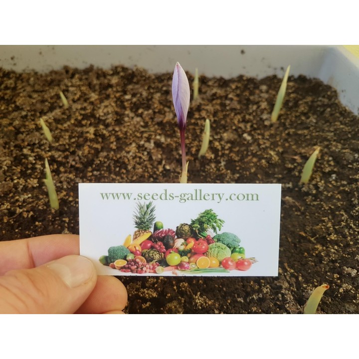 Saffron Seeds (Saffron crocus) - 2.565