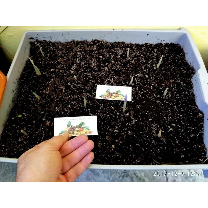 Saffron Seeds (Saffron crocus) - 2.565