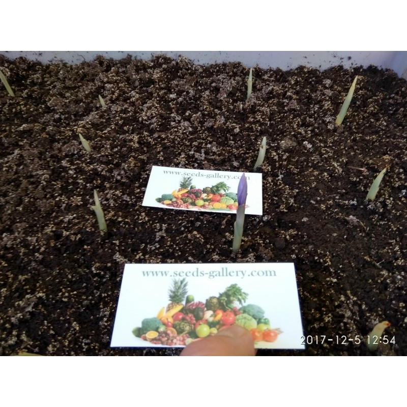 Price: €2.85 - Saffron Seeds (Saffron crocus) - 