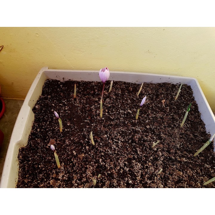 Saffron Seeds (Saffron crocus) - 2.565