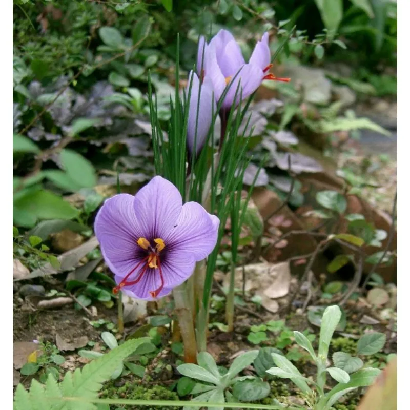 Lök till Saffranskrokus Crocus sativus