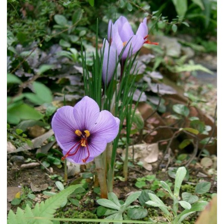 Price: €3.75 - Bulbeuses de Safran (Crocus sativus) - Seeds Gallery