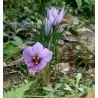 Lök till Saffranskrokus Crocus sativus