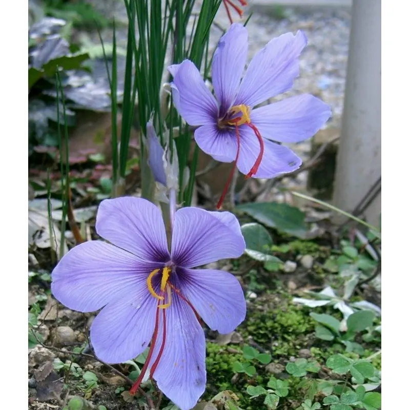Price: €3.75 - Saffran Lök (Crocus sativus) - Seeds Gallery