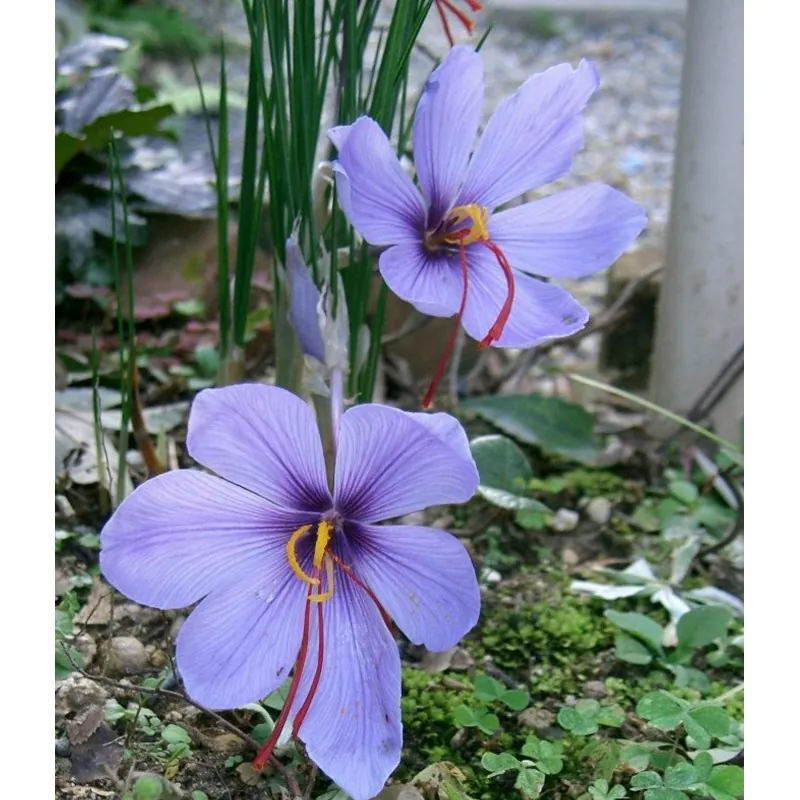 Lök till Saffranskrokus Crocus sativus