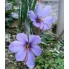 Κρόκος βολβοί – ζαφορά (Crocus sativus)