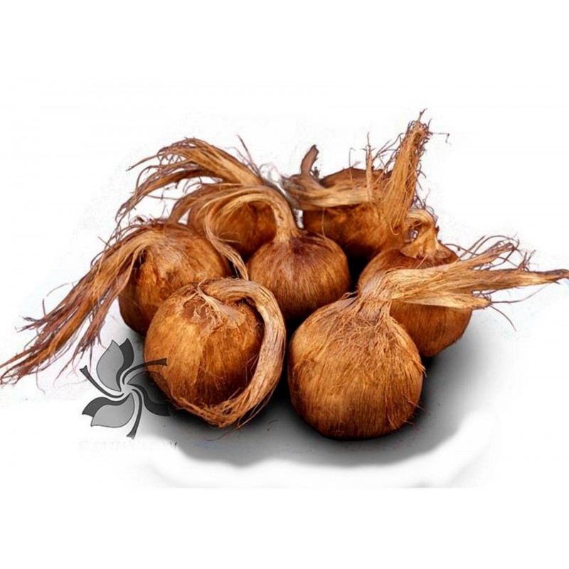Price: €3.75 - Bulbeuses de Safran (Crocus sativus) - Seeds Gallery