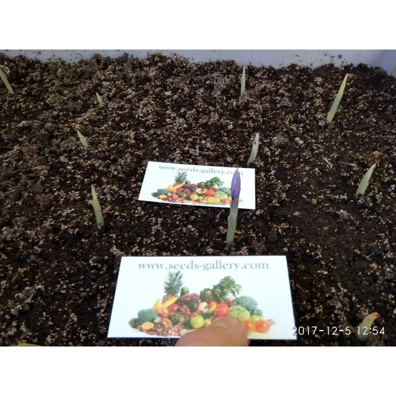 Lök till Saffranskrokus Crocus sativus