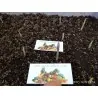 Lök till Saffranskrokus Crocus sativus