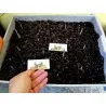 Lök till Saffranskrokus Crocus sativus
