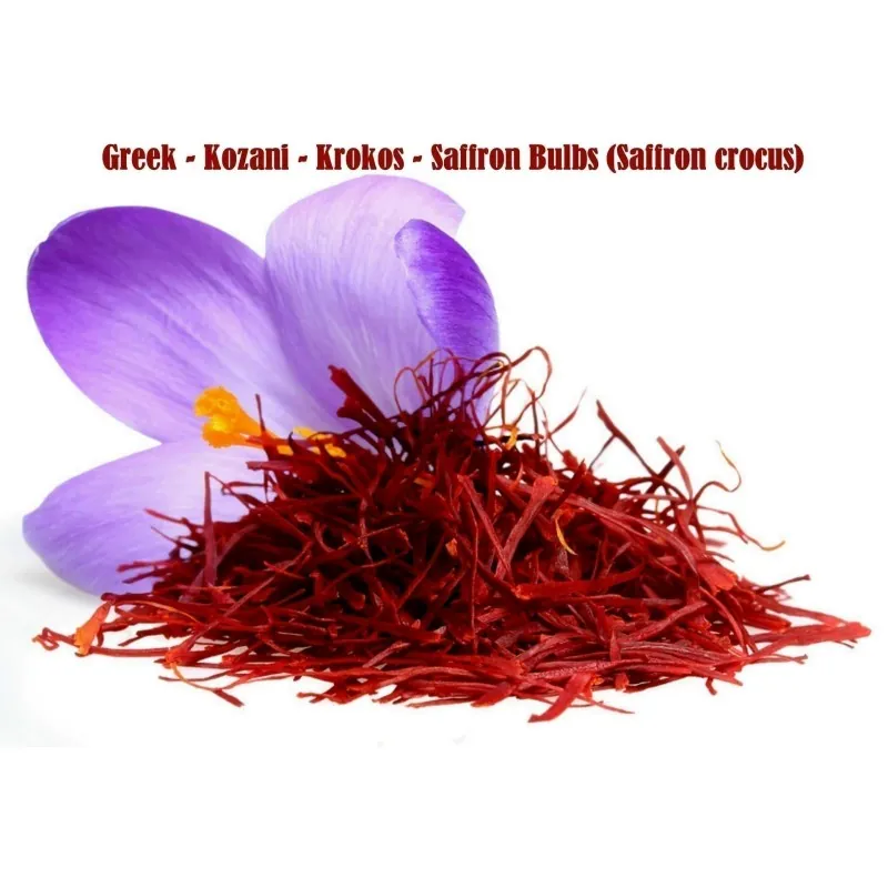 Sementes Bolbos de Açafrão (Crocus sativus)