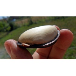 African Dream Herb - Snuff Box Sea Bean Seeds (Entada rheedii)