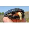 African Dream Herb - Snuff Box Sea Bean Seeds (Entada rheedii)