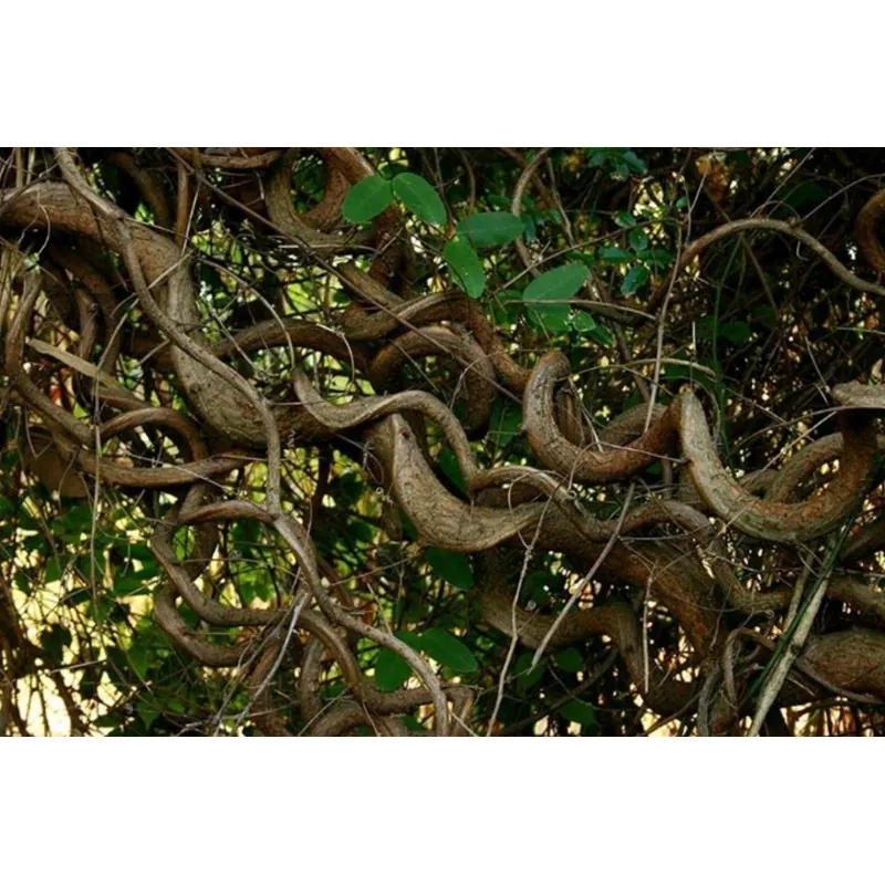 African Dream Herb - Snuff Box Sea Bean Seeds (Entada rheedii)