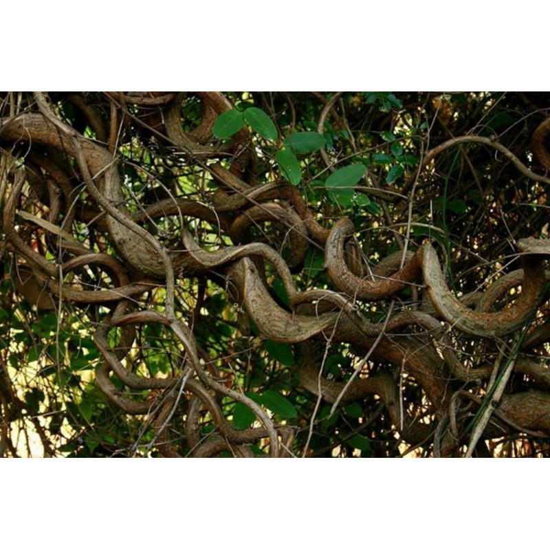 Afrikanische Traumkraut Samen (Entada rheedei) | 9,00 €