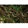 African Dream Herb - Snuff Box Sea Bean Seeds (Entada rheedii)