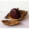 African Dream Herb - Snuff Box Sea Bean Seeds (Entada rheedii)