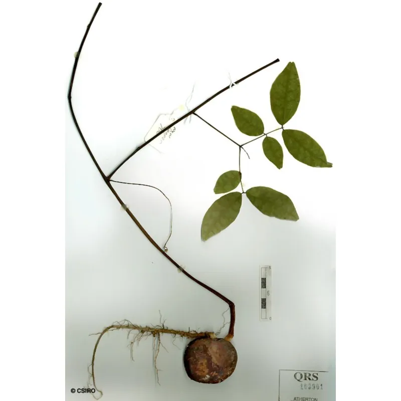 African Dream Herb - Snuff Box Sea Bean Seeds (Entada rheedii)