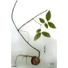 African Dream Herb - Snuff Box Sea Bean Seeds (Entada rheedii)