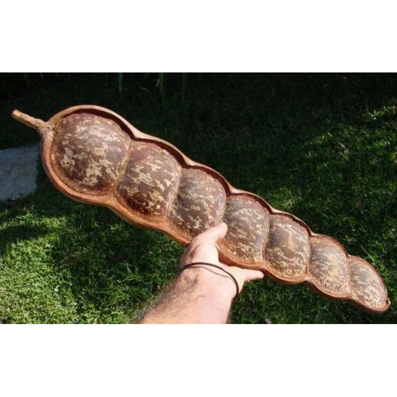 African Dream Herb - Snuff Box Sea Bean Seeds (Entada rheedii)