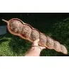 African Dream Herb - Snuff Box Sea Bean Seeds (Entada rheedii)