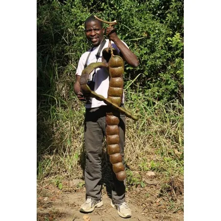 African Dream Herb - Snuff Box Sea Bean Seeds (Entada rheedii)