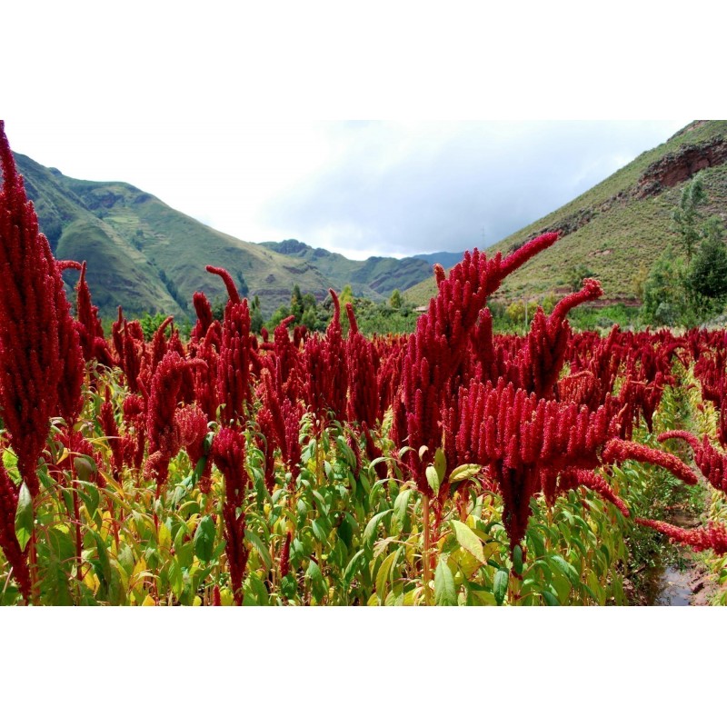 Price: €1.35 - Semillas de AMARANTOS Negro (Amaranthus) - 