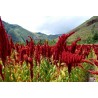 Price: €1.35 - Semillas de AMARANTOS Negro (Amaranthus) - 