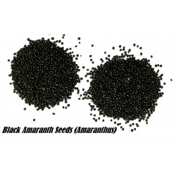 Black Amaranth Seeds (Amaranthus)