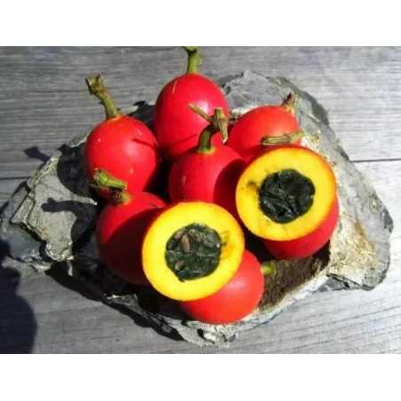 Semi di Dummela - anguria amarognolo (Gymnopetalum integrifolium)